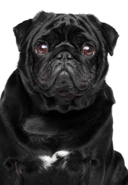 Cão Pug Retrato Close Sobre Fundo Branco Temas Animais — Fotografia de Stock