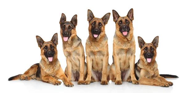 Cachorros Pastor Alemán Posando Sobre Fondo Blanco — Foto de Stock