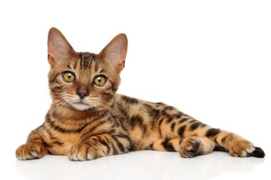Bengal yavru kedi beyaz zemin üzerine