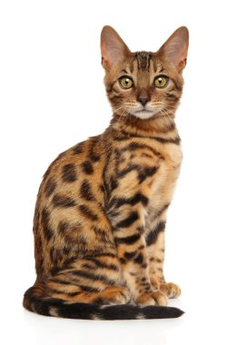 Bengal yavru kedi beyaz zemin üzerine