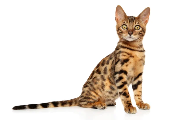 Sürpriz Bengal yavru kedi — Stok fotoğraf