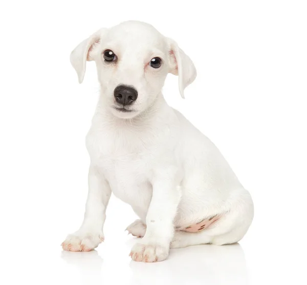 Bonito Jack Russell Terrier Filhote Cachorro Fundo Branco — Fotografia de Stock