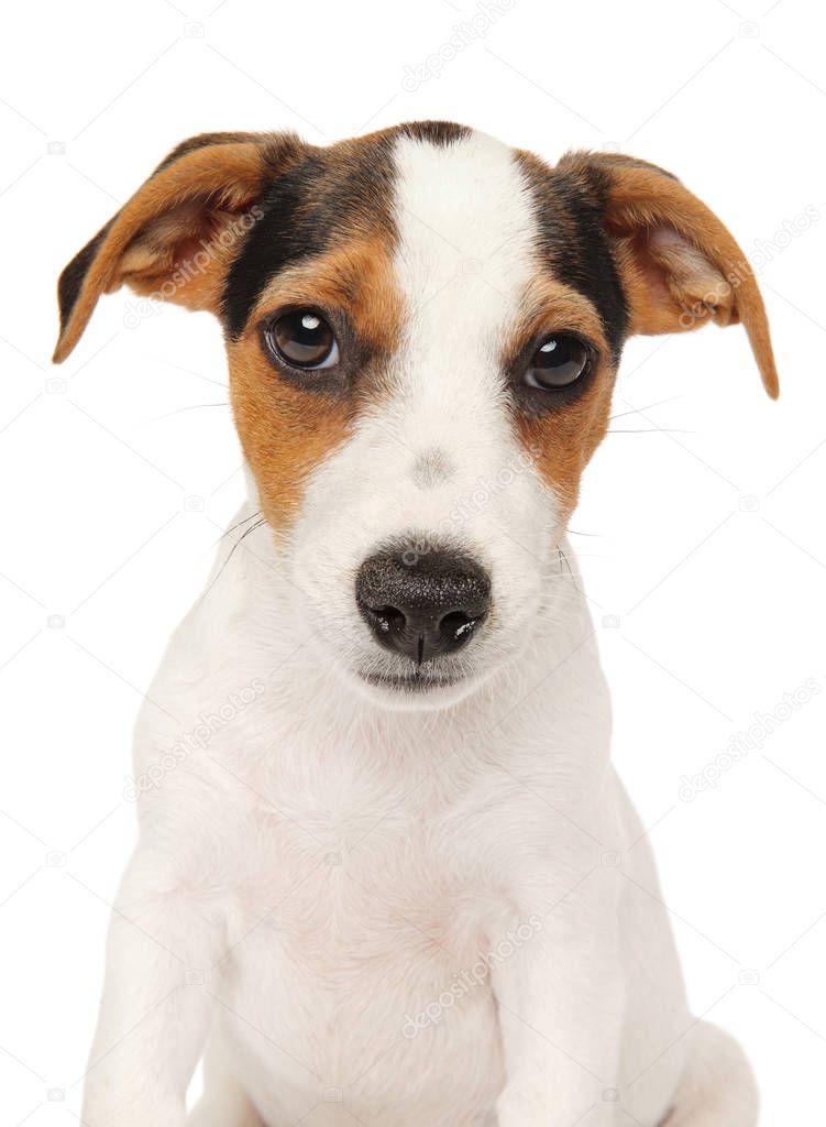 Close-up of Jack Russell terrier puppy isolated on white background. Baby animal theme