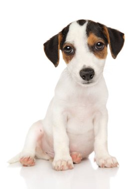 Yakın çekim yakışıklı Jack Russel Terrier beyaz arka plan üzerinde. Animal Temalar