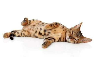 Beyaz bir arka plan üzerinde dinlenme Bengal yavru kedi
