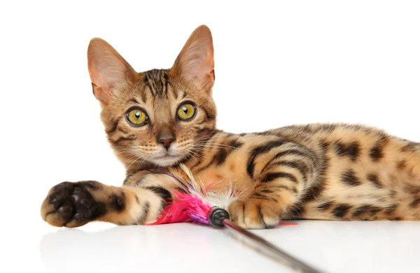 Gatito Bengala Jugando Sobre Fondo Blanco Temas Animales —  Fotos de Stock