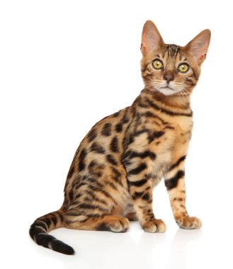 Bengal yavru kedi beyaz arka plan üzerinde oturur