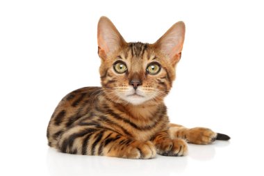 Beyaz arka plan önünde yalan Bengal yavru kedi