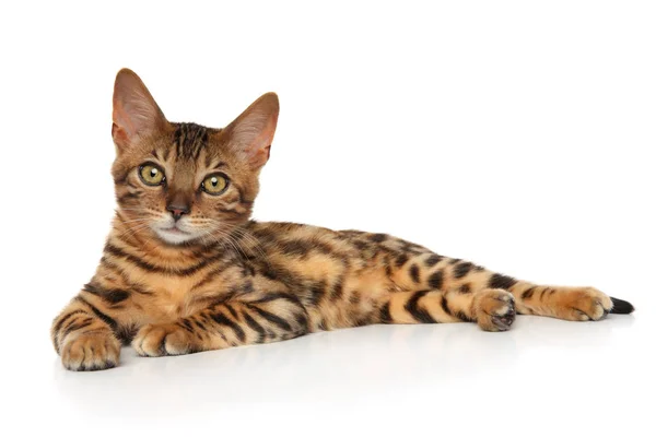 Bengal Kitten Lying White Background — Stock Photo, Image