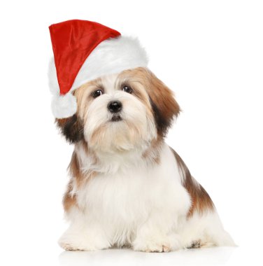 Lhasa Apso köpek Noel kırmızı şapkalı beyaz arka plan üzerinde