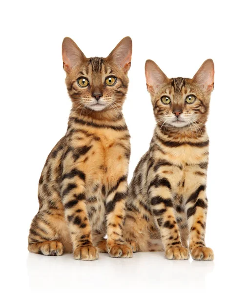 Two Young Bengal Kitten Posing White Background Animal Themes — Stock Photo, Image