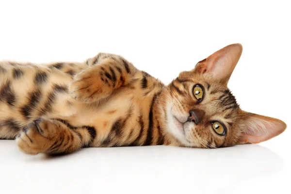 Bengal Kitten Relaks Przed Białym Tle — Zdjęcie stockowe