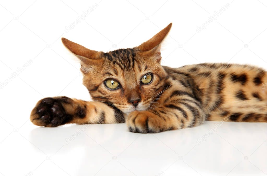 Bengal kitten resting in front of white background. Baby animal theme