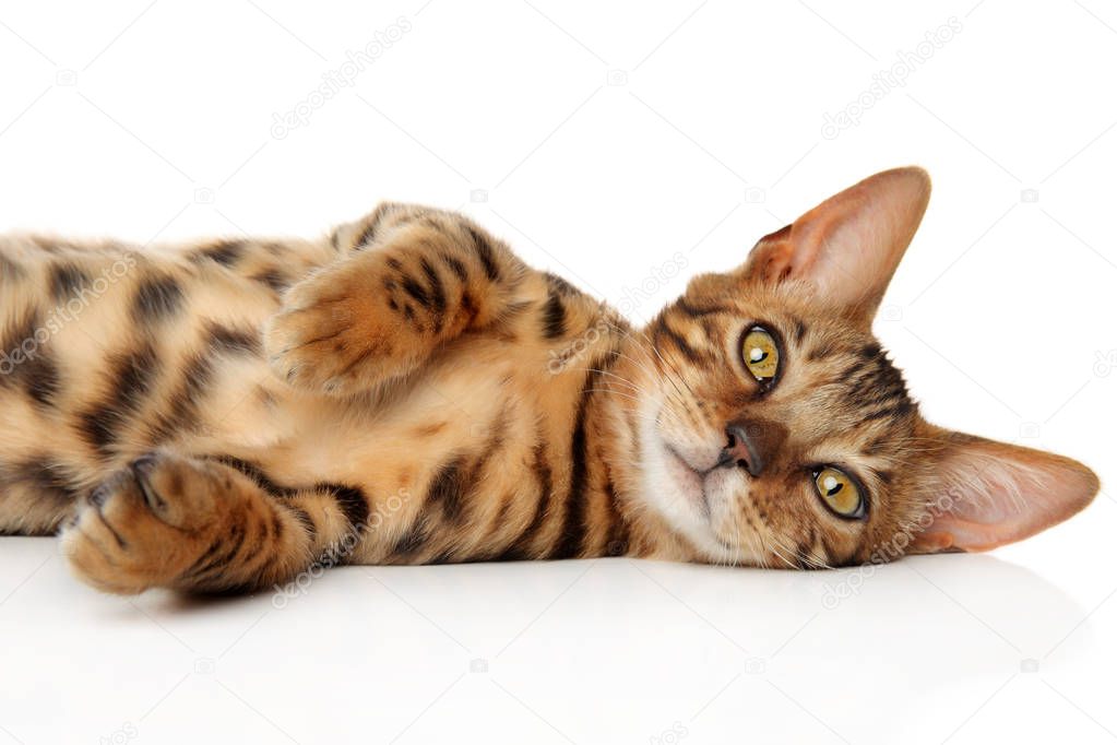 Bengal kitten relaxing in front of white background