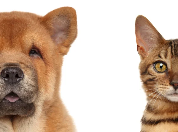 Cucciolo Gattino Mezza Faccia Isolata Bianco — Foto Stock