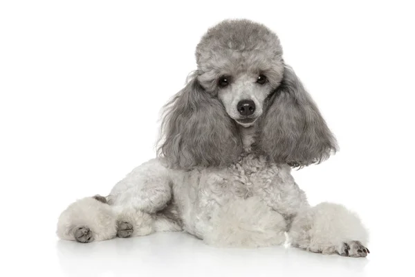 Cinza Poodle Miniatura Deitado Sobre Fundo Branco — Fotografia de Stock