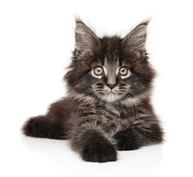 Beyaz arka planda dinlenen Maine-Rakun kedi yavrusu