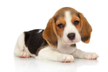 Beyaz arka plan üzerinde dinlenme beagle köpek yavrusu