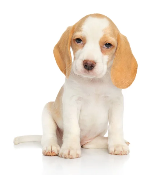 Adorable Cachorro Beagle Sienta Frente Fondo Blanco Tema Bebé Animal —  Fotos de Stock