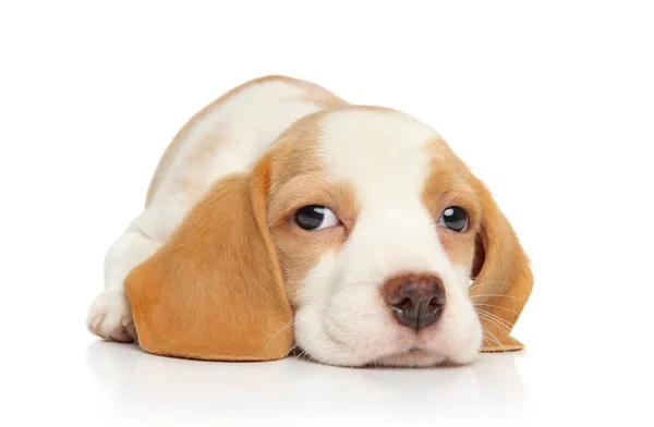 Funny Beagle Puppy White Background Baby Animal Theme — Stock Photo, Image