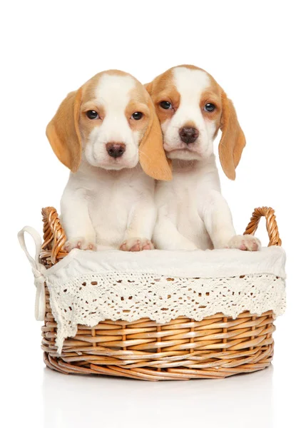 Cachorros Beagle Canasta Mimbre Sobre Fondo Blanco —  Fotos de Stock