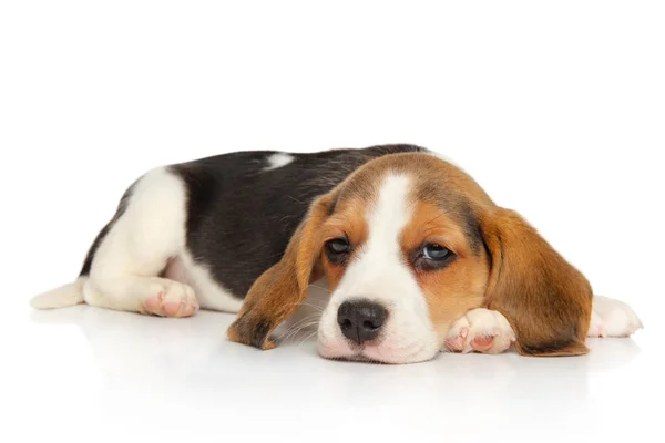 Beagle Valp Liggande Vit Bakgrund Djur Teman — Stockfoto