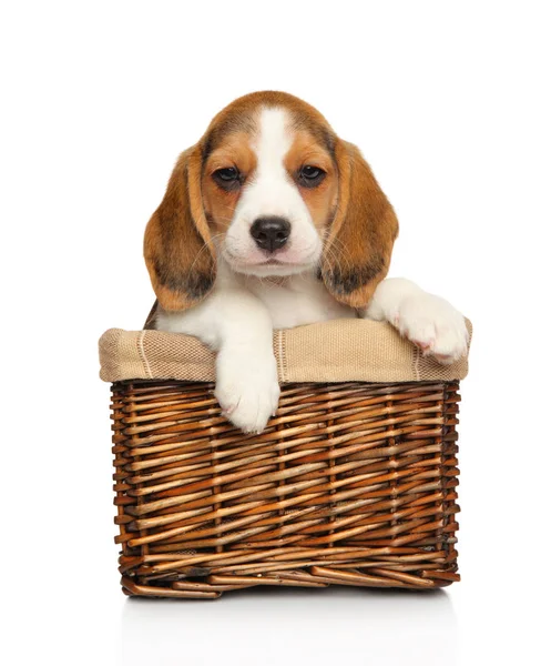 Filhote Cachorro Beagle Cesta Vime Fundo Branco Tema Animal Bebê — Fotografia de Stock