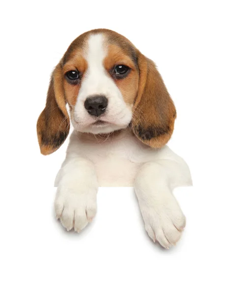 Beagle Welpe Über Banner Isoliert Auf Weißem Hintergrund — Stockfoto