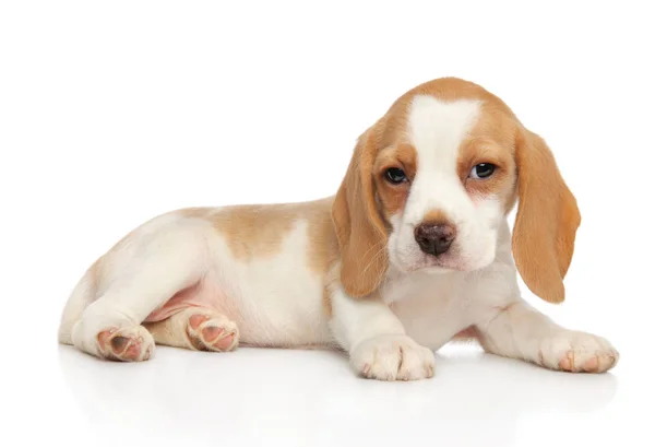 Szczeniak Beagle Leżącego Białym Tle Baby Zwierząt Temat — Zdjęcie stockowe