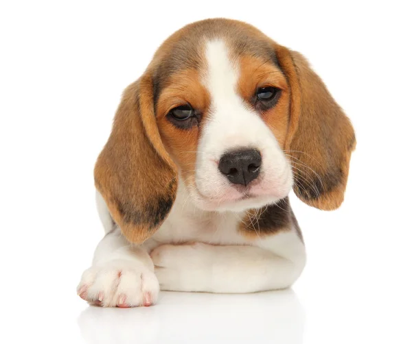 Beagle Cachorro Mira Cerca Acostado Doblando Pata Sobre Fondo Blanco —  Fotos de Stock