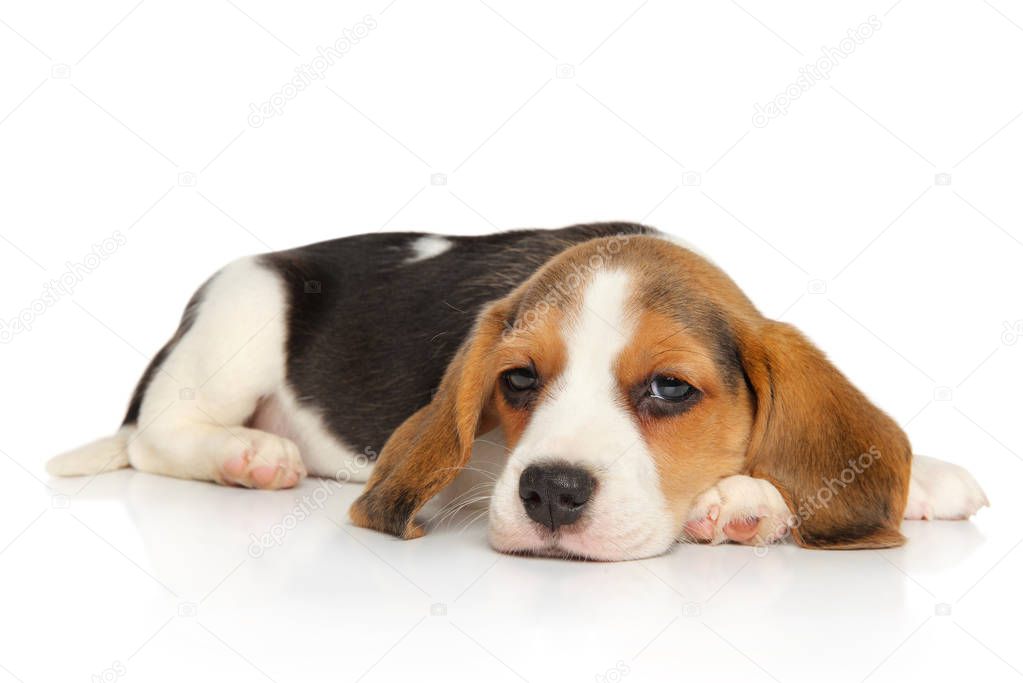 Beagle puppy lying on white background. Animal themes