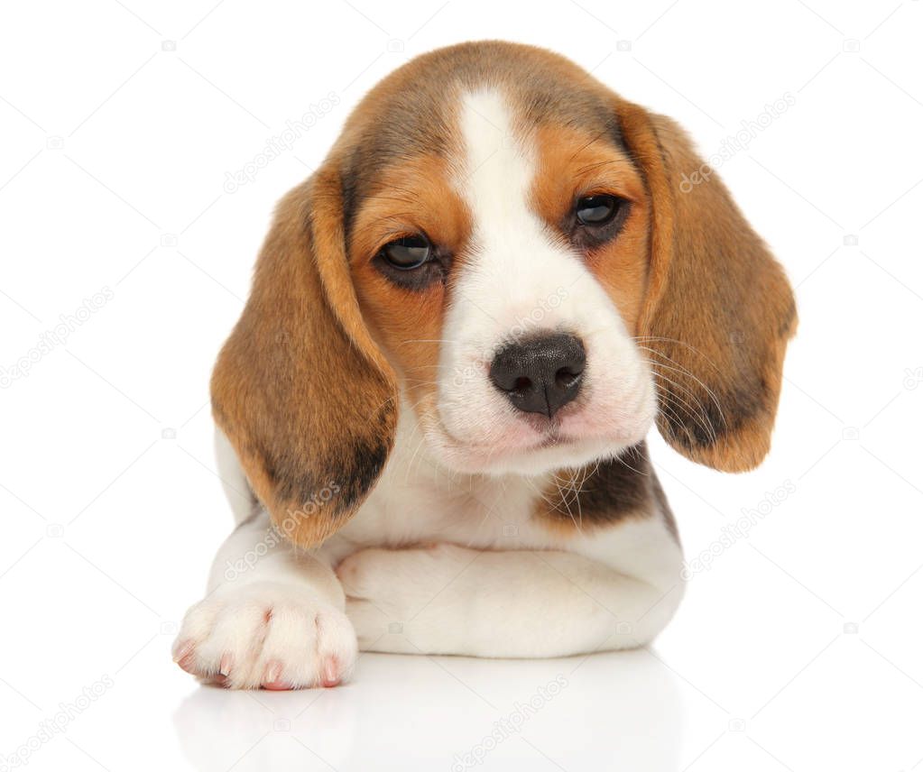 Beagle puppy looks closely lying bending the paw on a white background