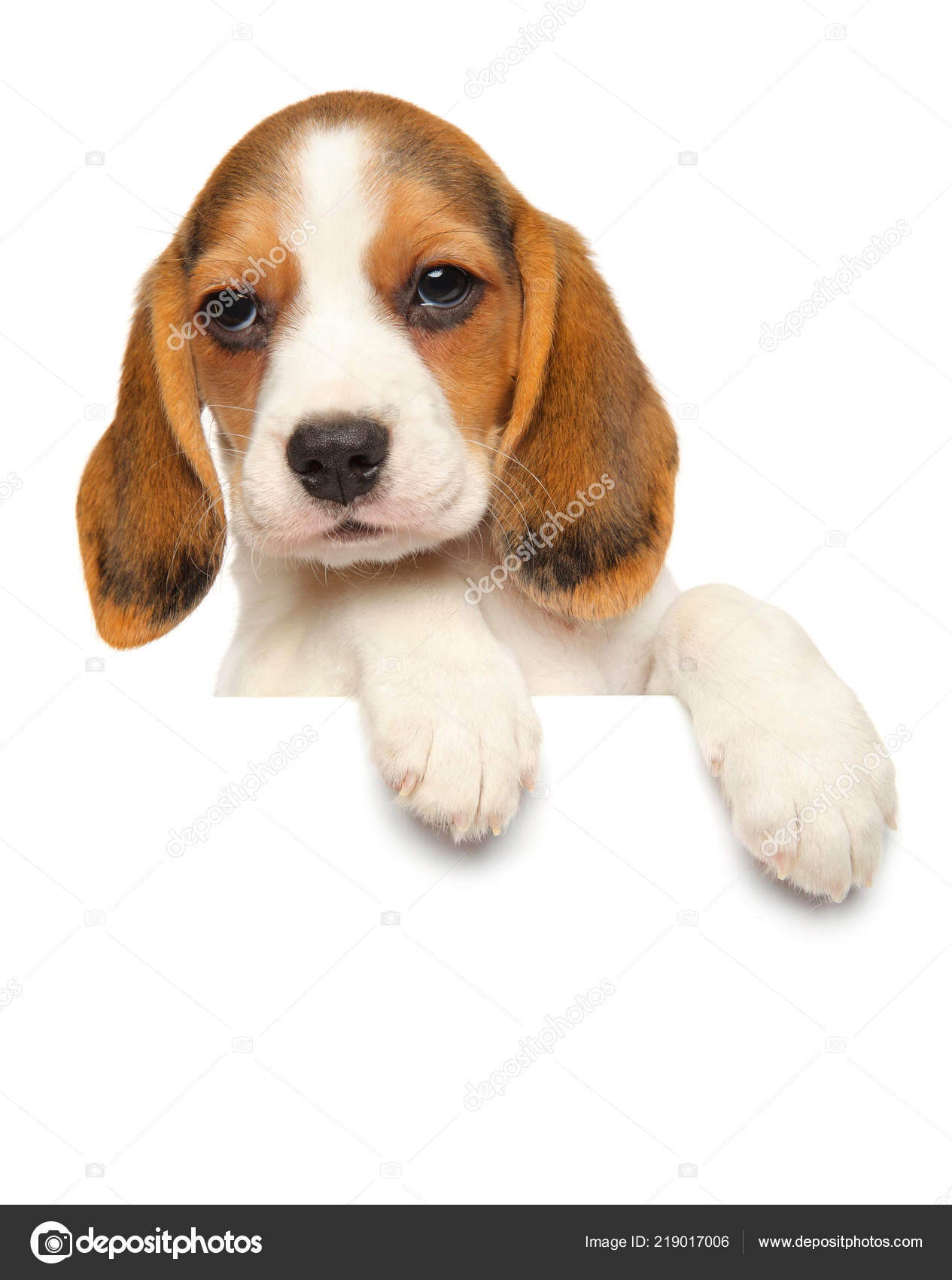 Chiot Beagle Dessus Bannière Isolé Sur Fond Blanc Thème