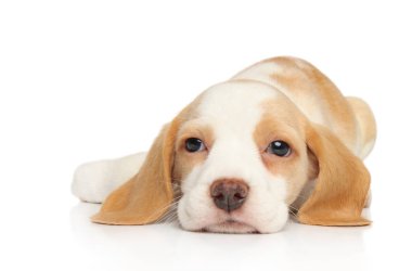 Beyaz arka plan üzerinde dinlenme çok güzel Beagle köpek yavrusu