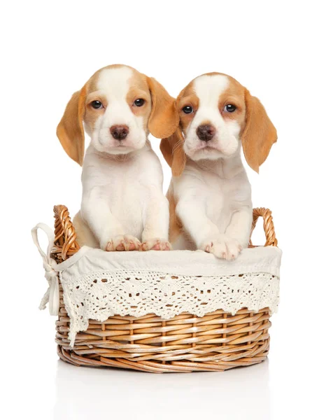 Beagle Kölykök Fehér Alapon Fonott Kosárban — Stock Fotó
