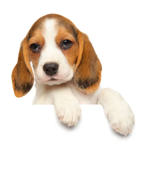 Beagle Welpe Über Banner Isoliert Auf Weißem Hintergrund Baby Tier — Stockfoto
