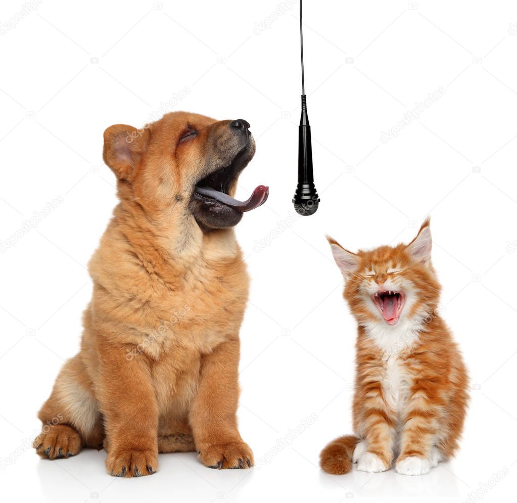 Singing puppy and kitten isolated on white background concept