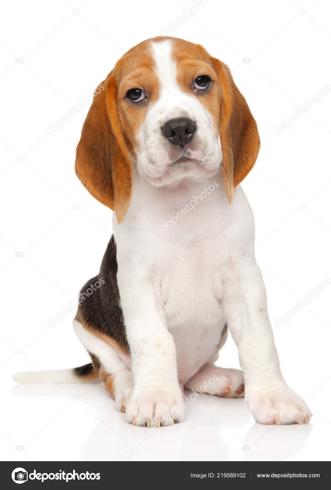 Portrait Beagle Puppy White Background Baby Animal Theme Stock Photo by  ©FotoJagodka 219589102