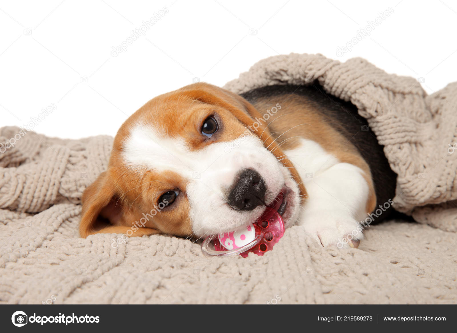 Beagle Puppy Chews Bone Lying Blanket White Background Stock Photo by