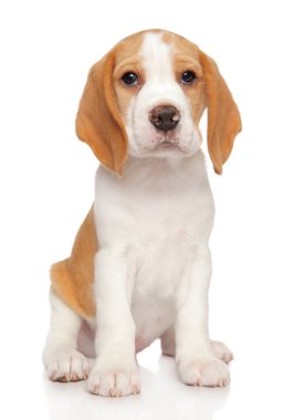 Beyaz bir arka plan üzerinde genç bir Beagle köpek yavrusu portresi. Hayvan Tema