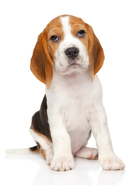 Retrato Cachorro Beagle Fundo Branco Tema Animal Bebê — Fotografia de Stock
