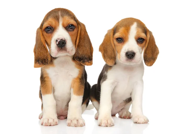 Dos Cachorros Beagle Sobre Fondo Blanco Tema Bebé Animal —  Fotos de Stock