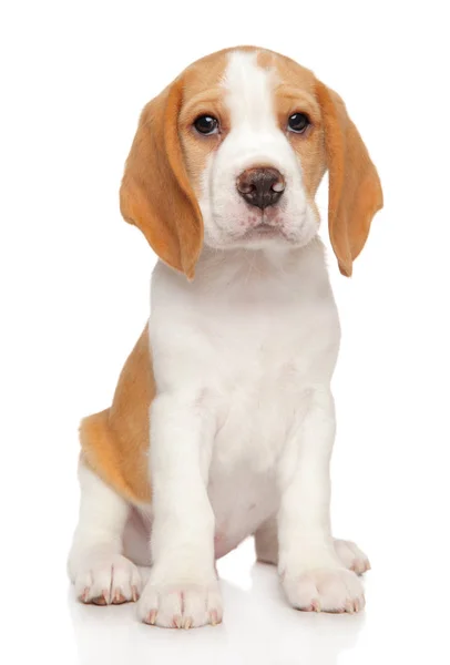 Retrato Filhote Cachorro Beagle Fundo Branco Tema Animal — Fotografia de Stock