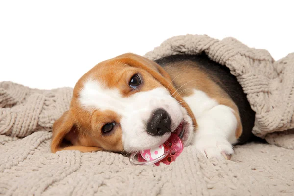 Beagle Cucciolo Mastica Osso Sdraiato Sotto Coperta Sfondo Bianco — Foto Stock