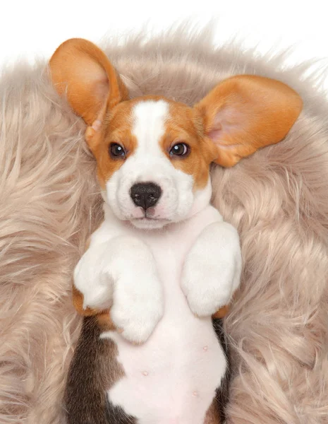 Beagle Puppy Lying His Back His Basket Top View White — Stock Photo, Image