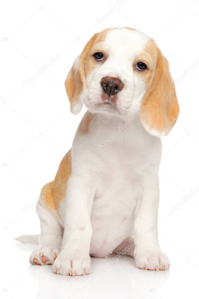 Portrait of a young Beagle puppy on a white background. Animal theme