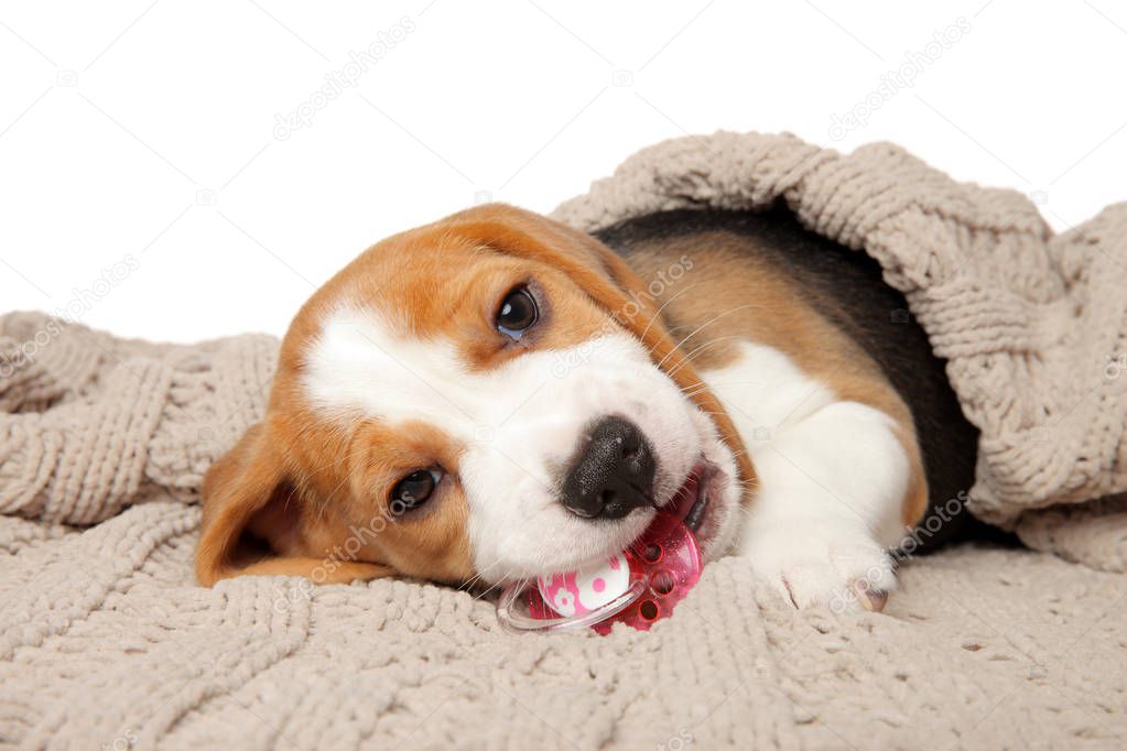 Beagle puppy chews bone lying under the blanket on white background