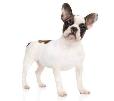 Fransız bulldog köpek yavrusu beyaz arka plan üzerinde durmak poz. Animal Temalar
