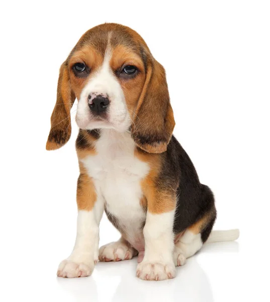 Beagle Welpe Sitzt Auf Weißem Hintergrund Baby Tier Thema — Stockfoto