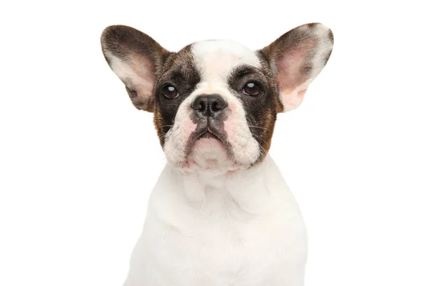 Beyaz Zemin Üzerinde Bir Genç Fransız Bulldog Köpek Yavrusu Portresi — Stok fotoğraf